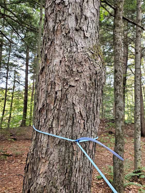 tap lines on trees